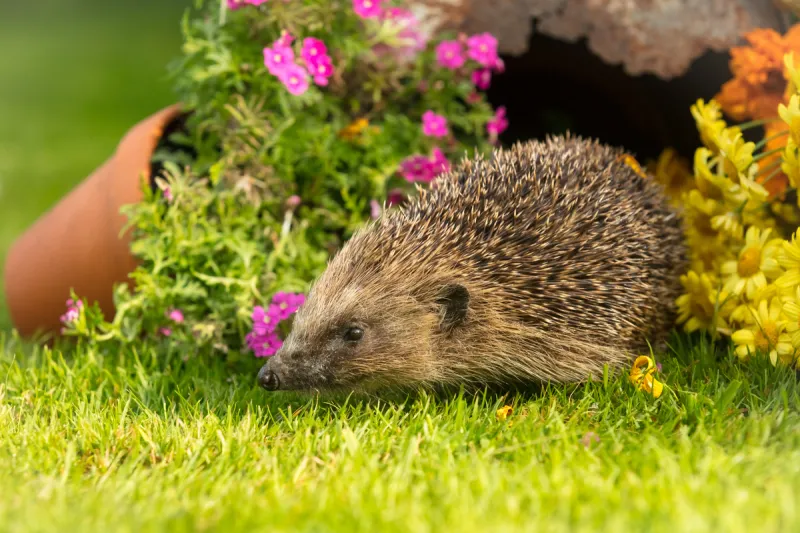 Solitary Creatures