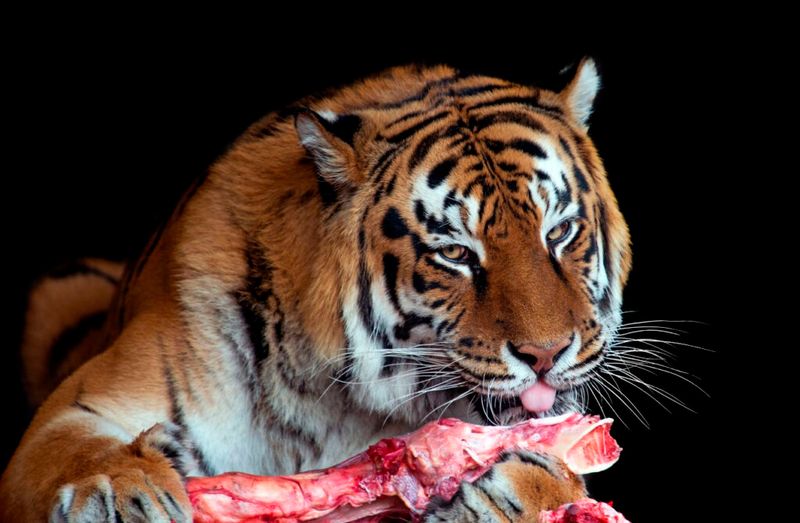 Solo Feasting