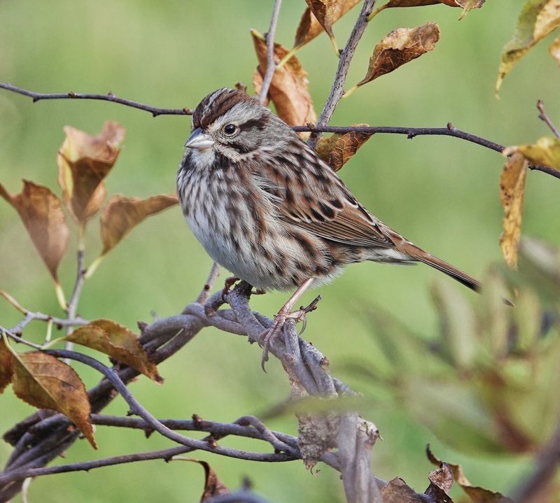 Song Sparrow