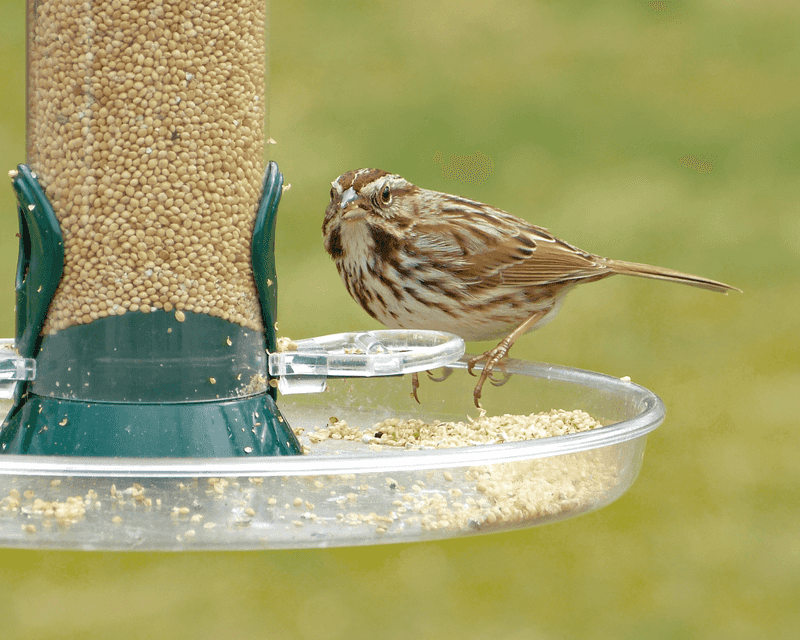 Song Sparrow