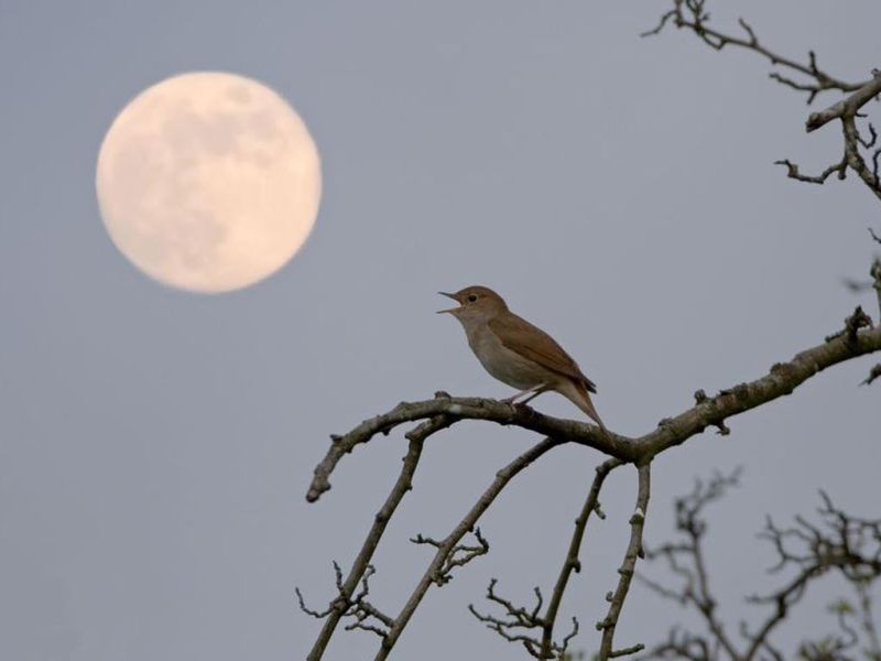 Song of the Nightingale