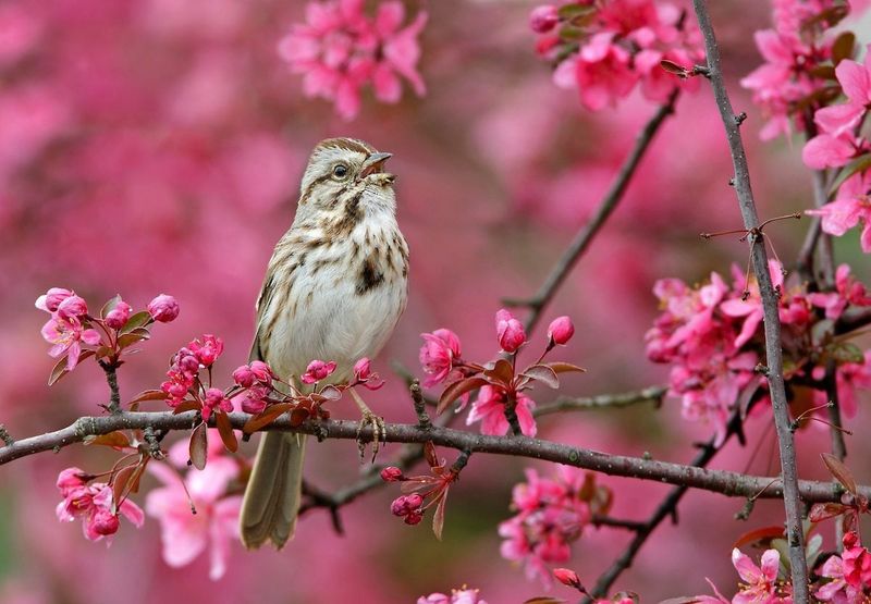 Songbirds