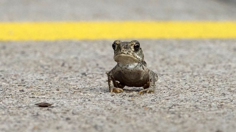Sonoran Desert Toad