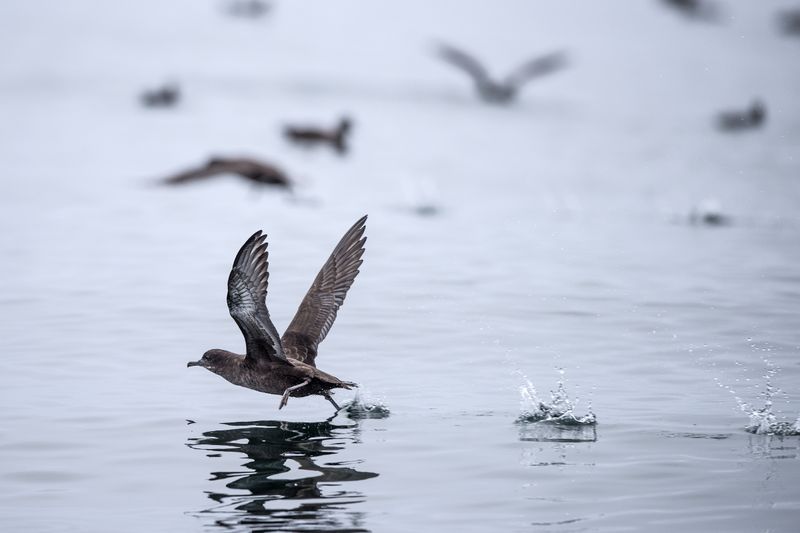 Sooty Shearwaters