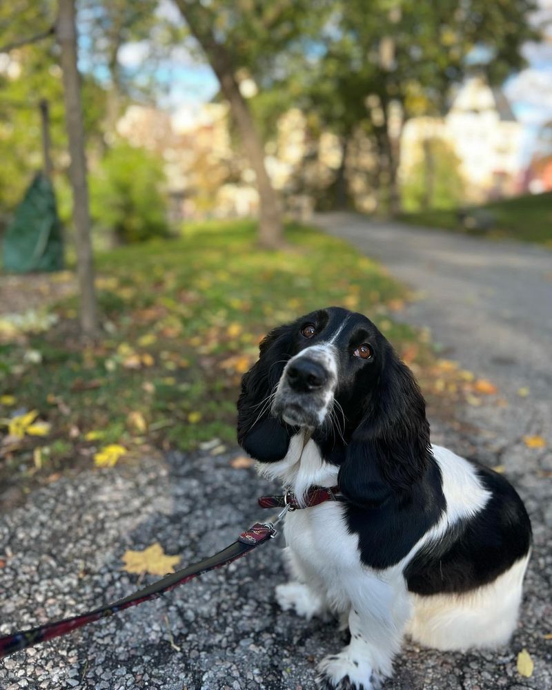 Sophie the Cocker Spaniel-Basset Hound Mix