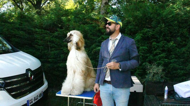 Sophisticated Companion