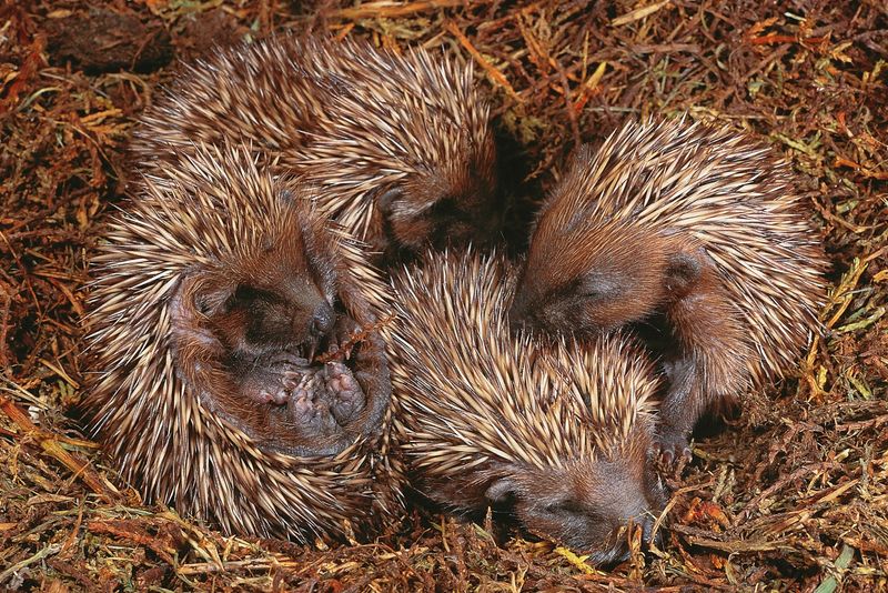 South American Hedgehog