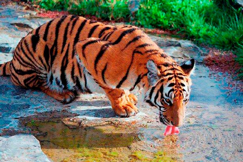 South China Tiger