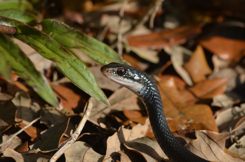 Southern Black Racer Snake