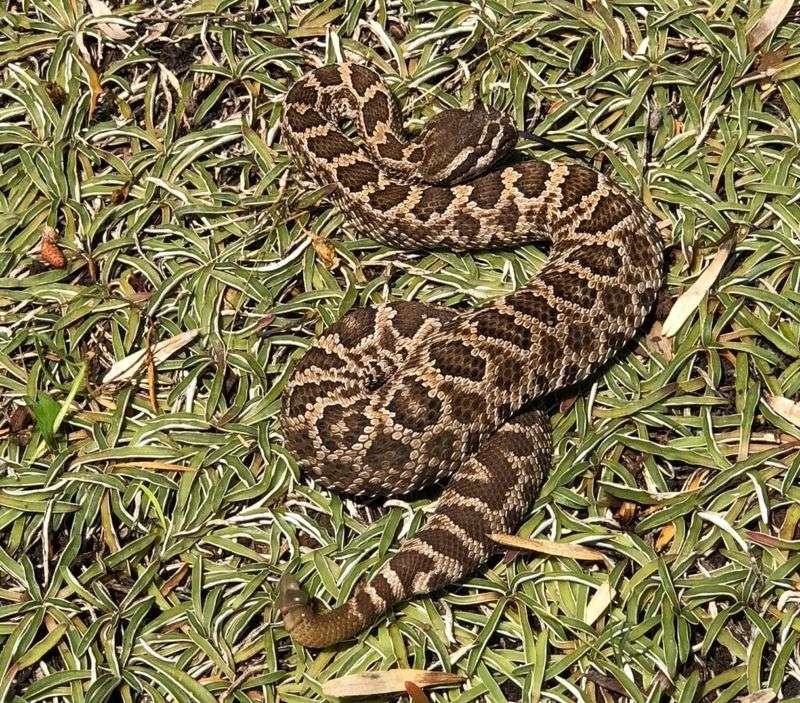 Southern Pacific Rattlesnake
