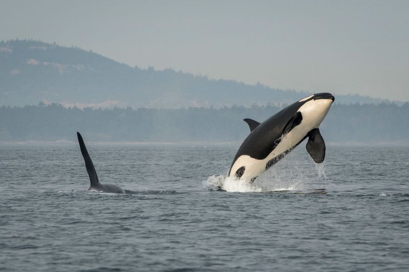 Southern Resident Orcas