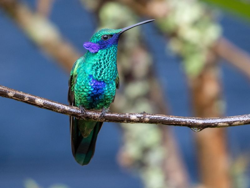 Sparkling Violetear