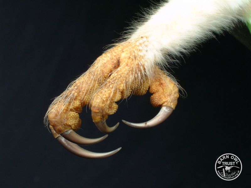 Specialized Talons