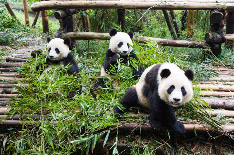 Species Management and Genetic Diversity