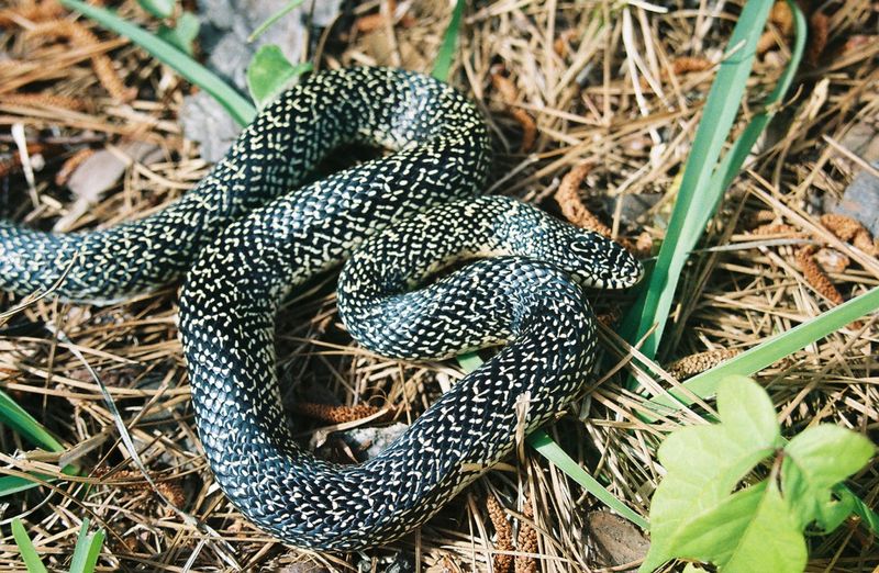 Speckled Kingsnake