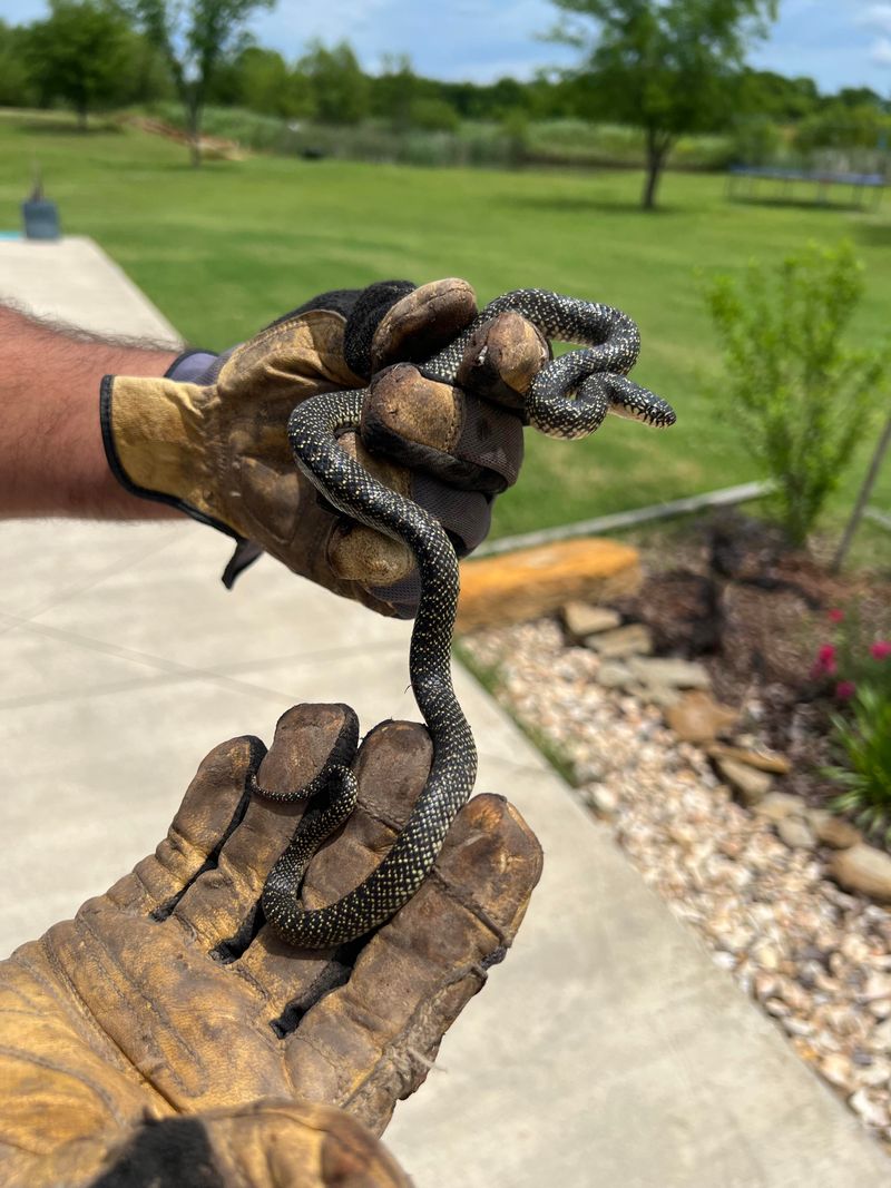 Speckled Kingsnake