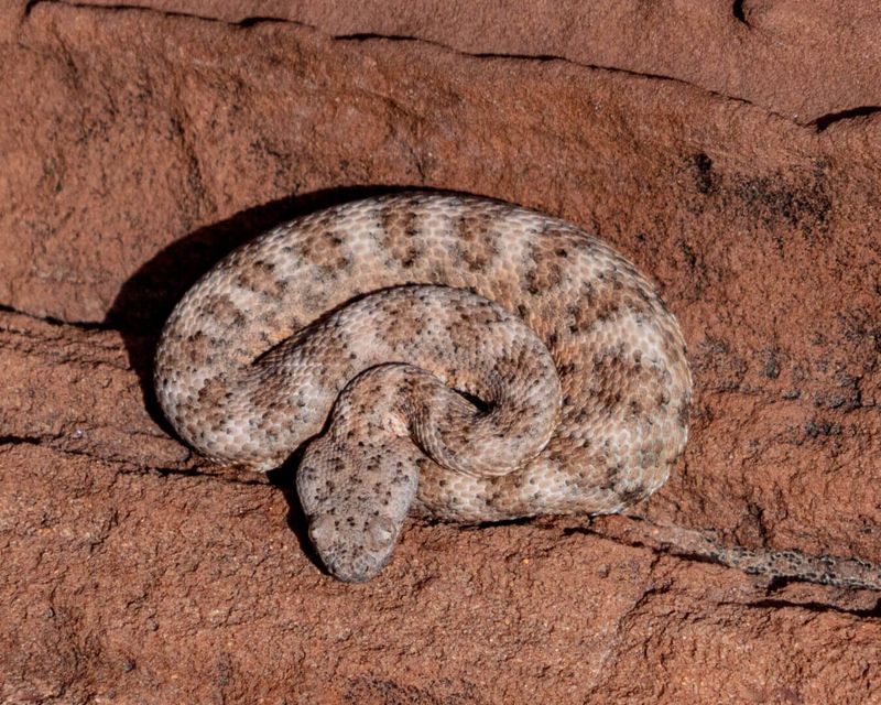Speckled Rattlesnake