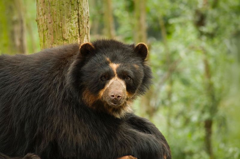 Spectacled Bear