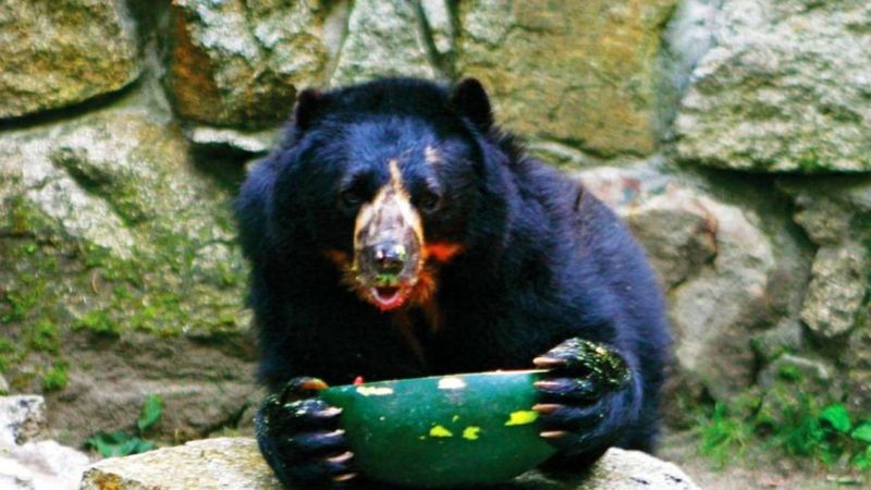 Spectacled Bear Foraging