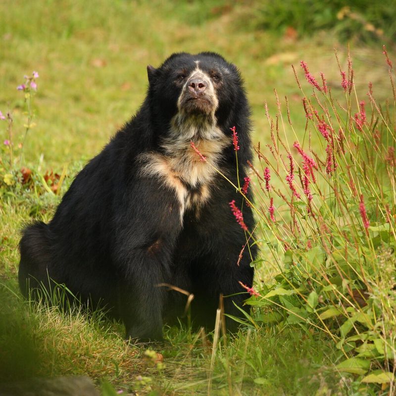Spectacled Bear