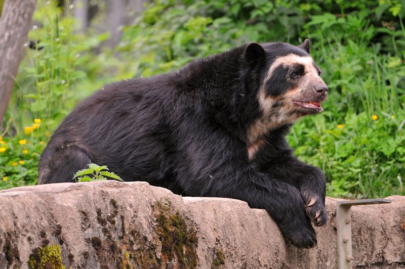 Spectacled Bears Are South America's Only Native Bears