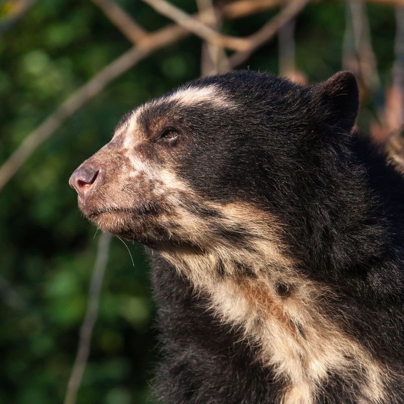 Spectacled Bears' Unique Markings