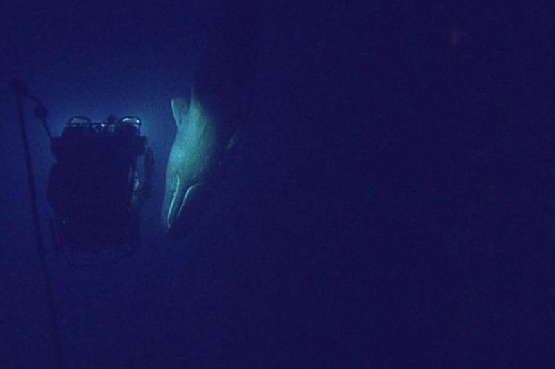 Sperm Whale