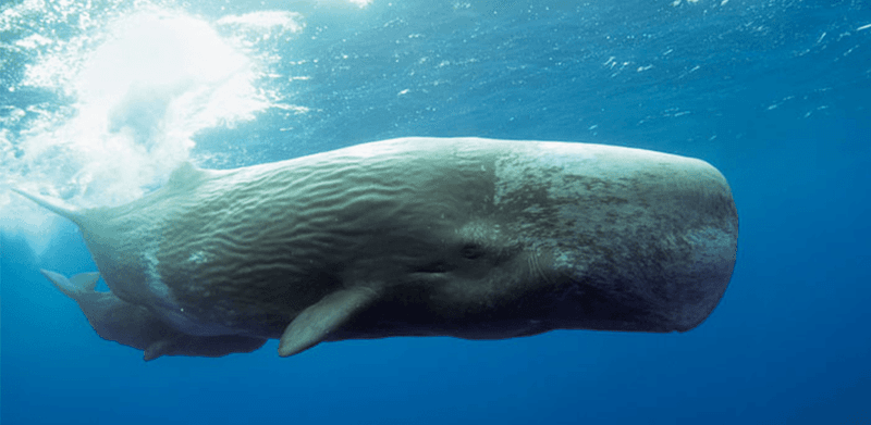 Sperm Whale
