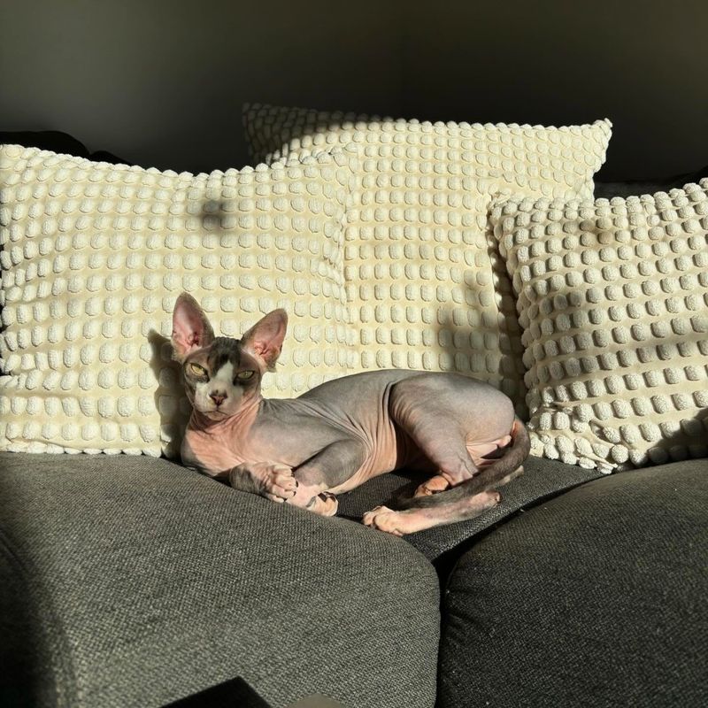 Sphynx