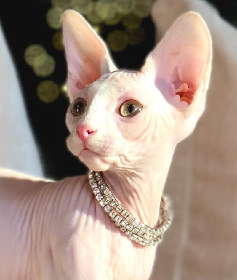 Sphynx