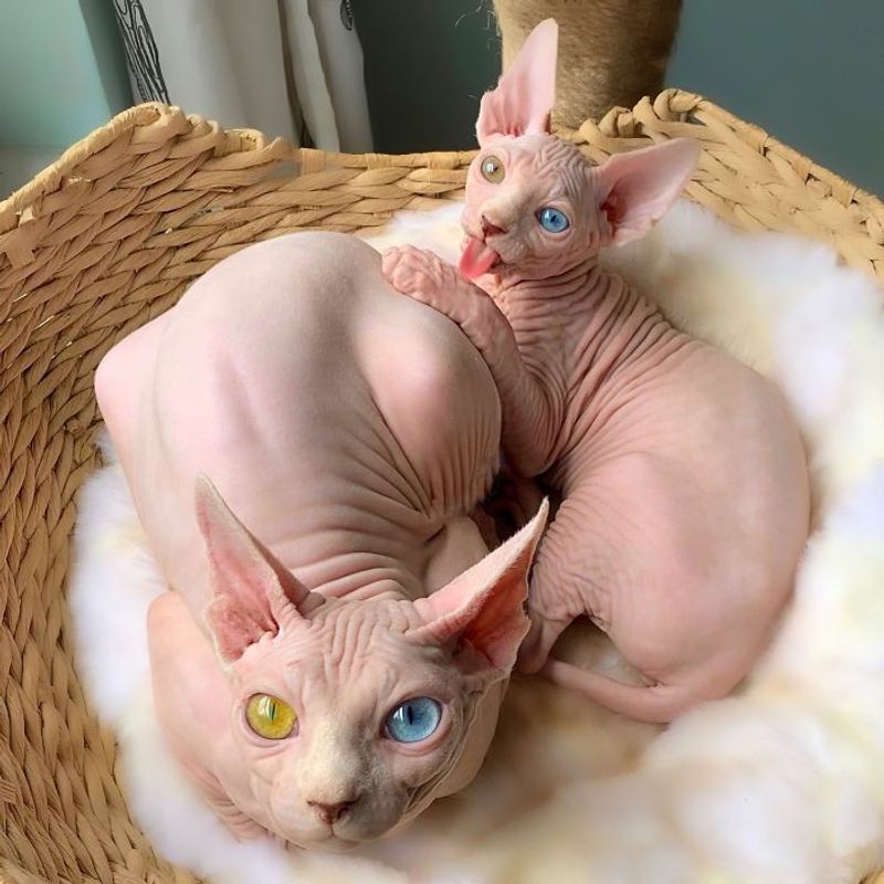 Sphynx