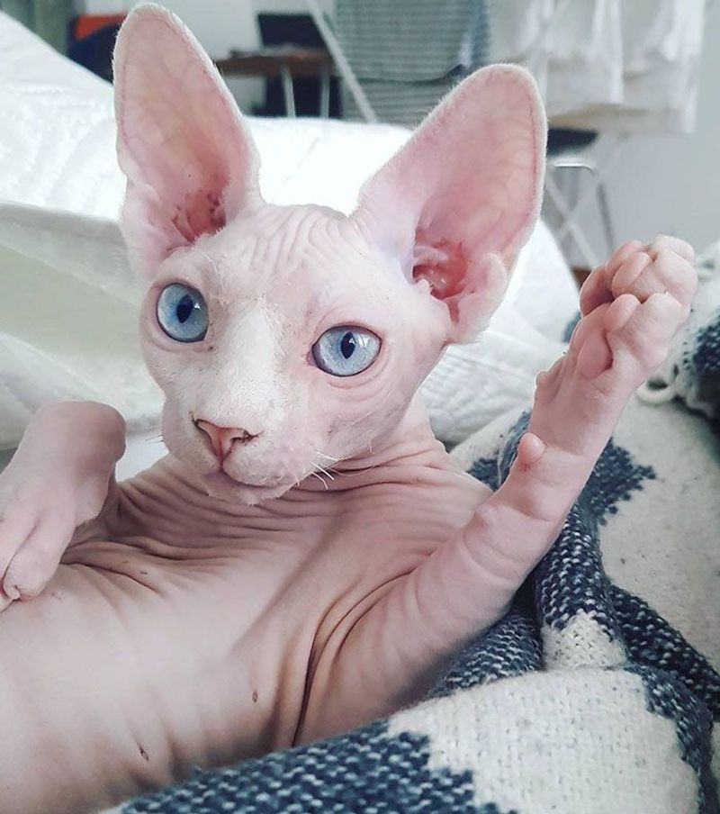 Sphynx