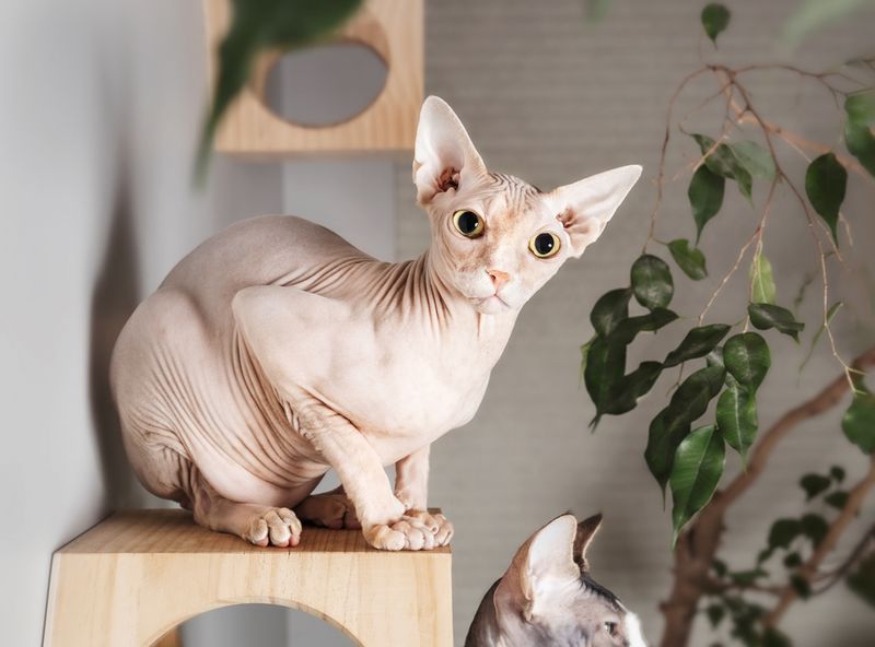 Sphynx