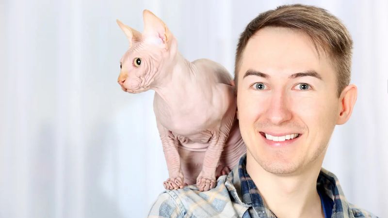 Sphynx