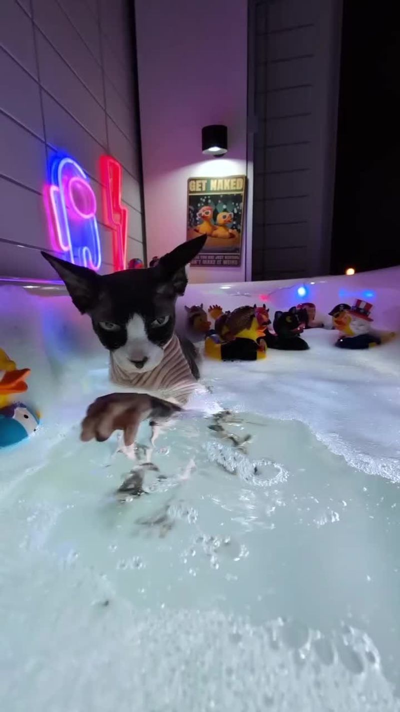 Sphynx
