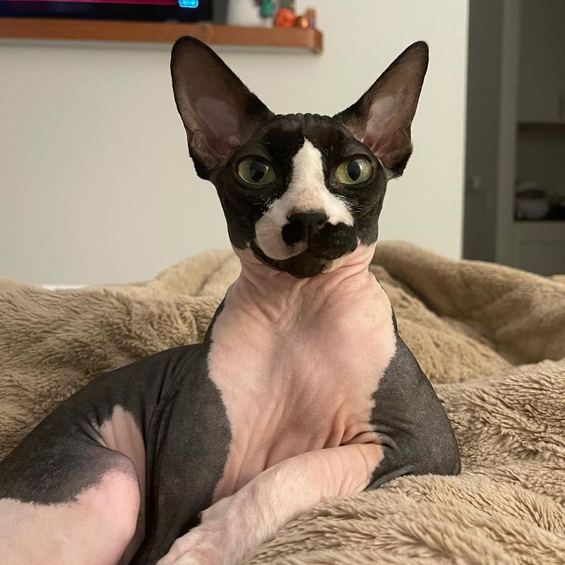 Sphynx