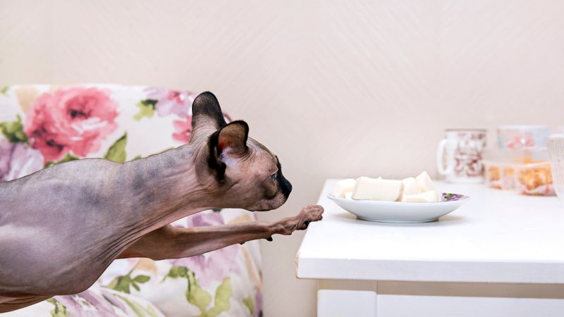 Sphynx