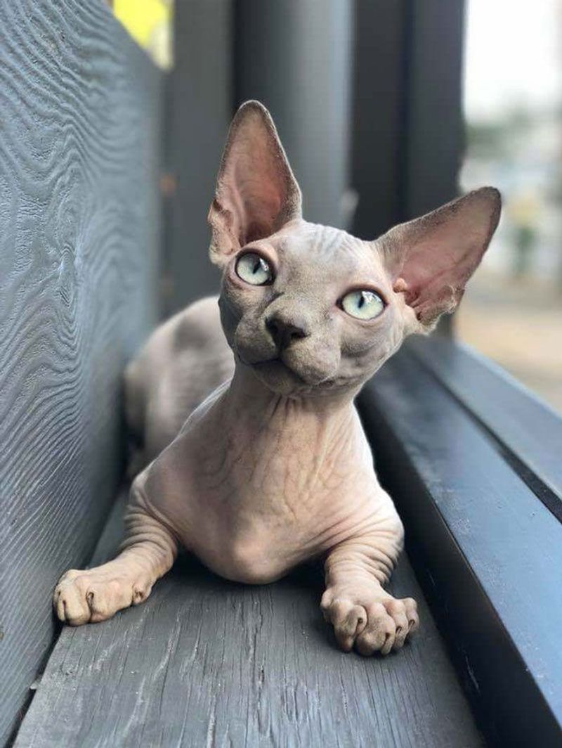 Sphynx - Cleo