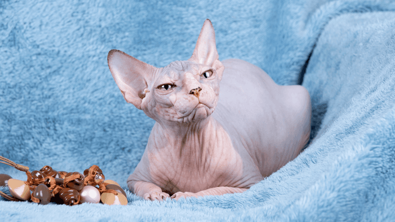 Sphynx