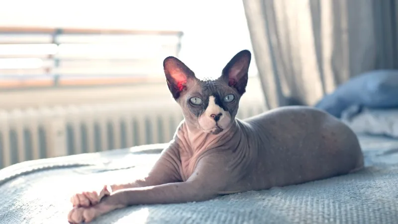 Sphynx