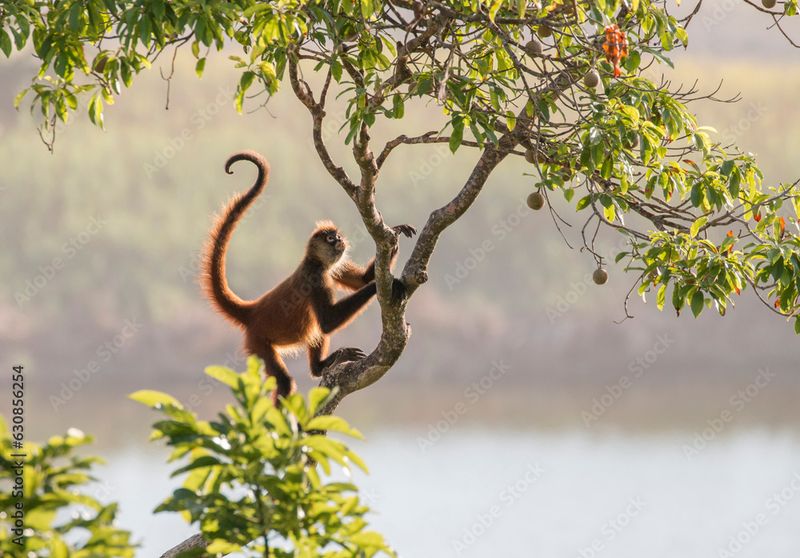 Spider Monkey