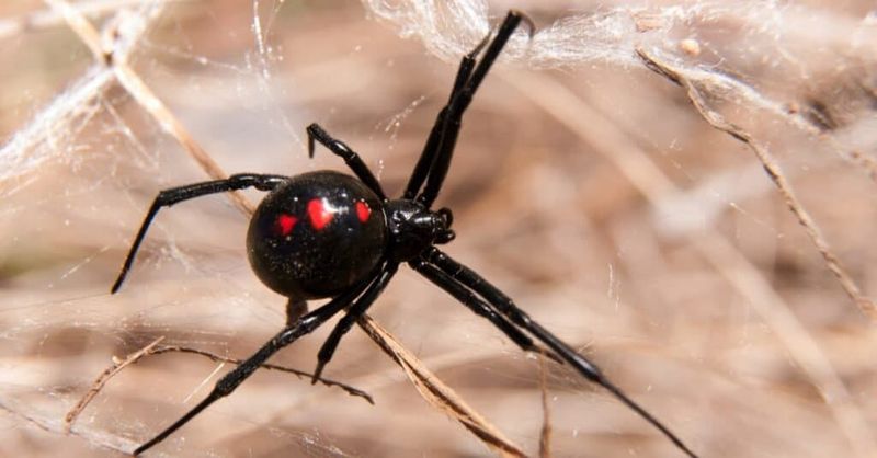 Spiders