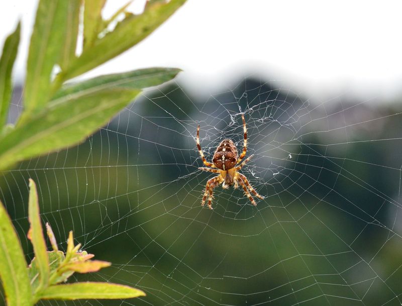 Spiders