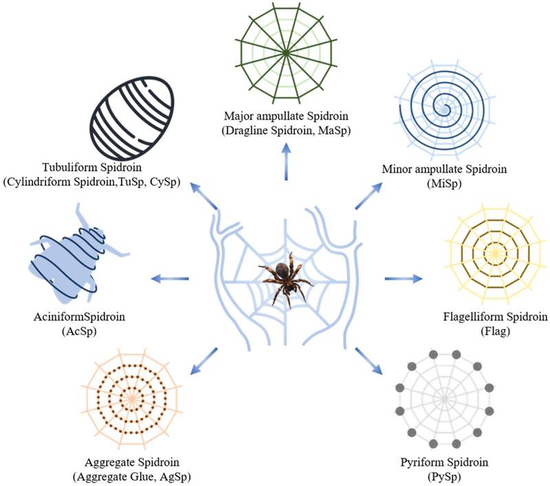 Spiders and Web Technology