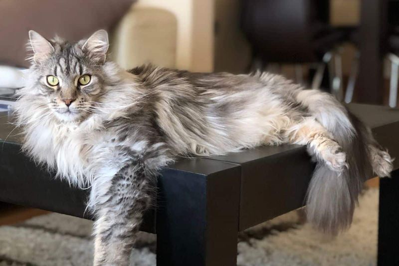 Spinal Muscular Atrophy in Maine Coons