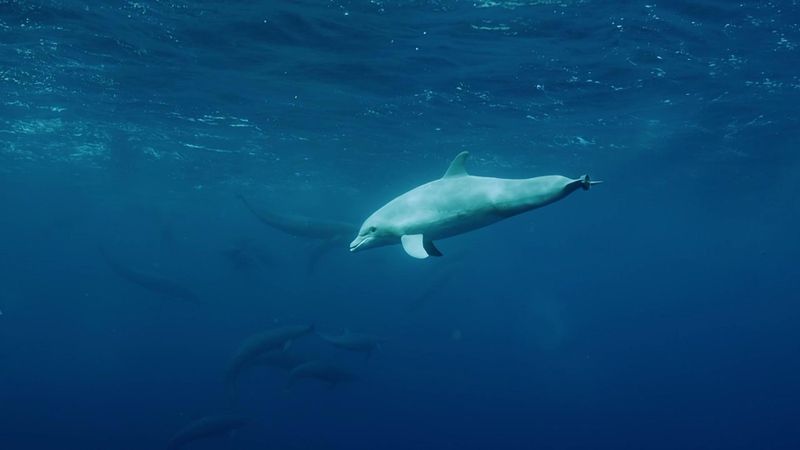 Spinner Dolphin
