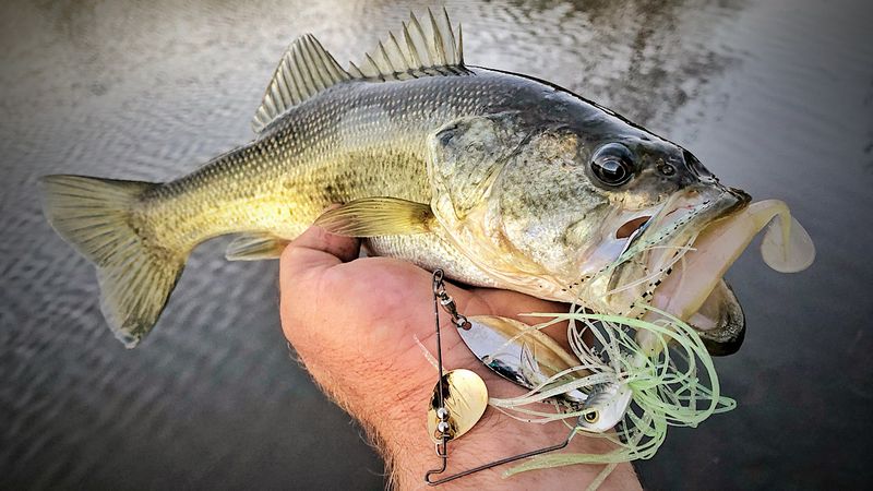 Spinnerbait