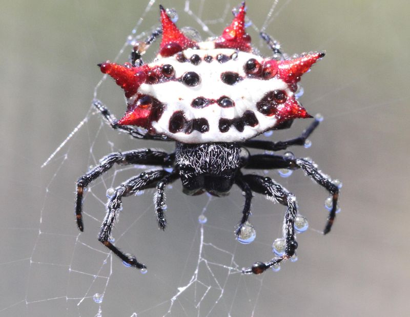 Spiny Orb-Weaver Spider