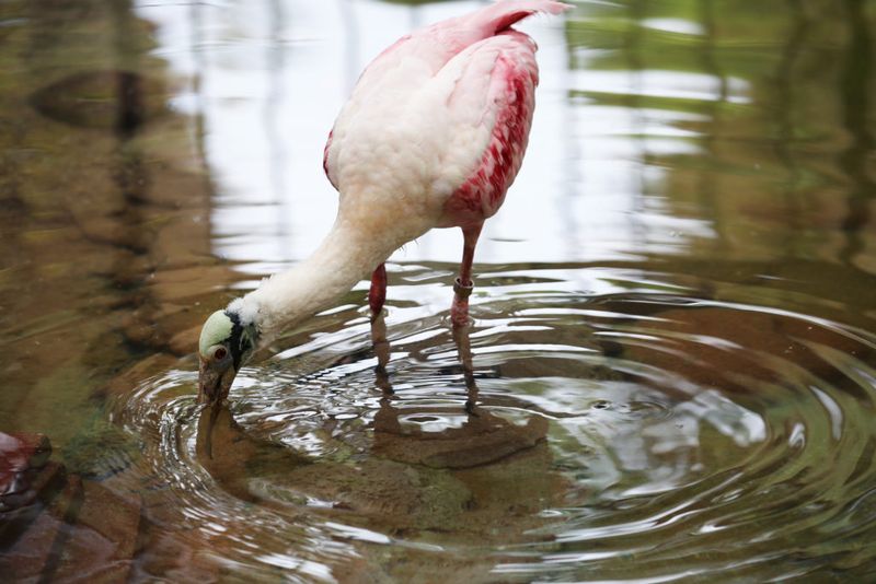 Spoonbill