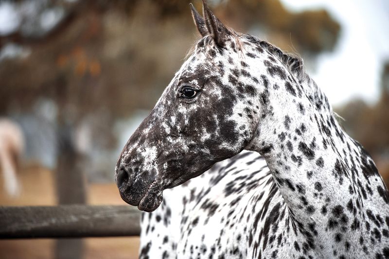 Spotted Beauty